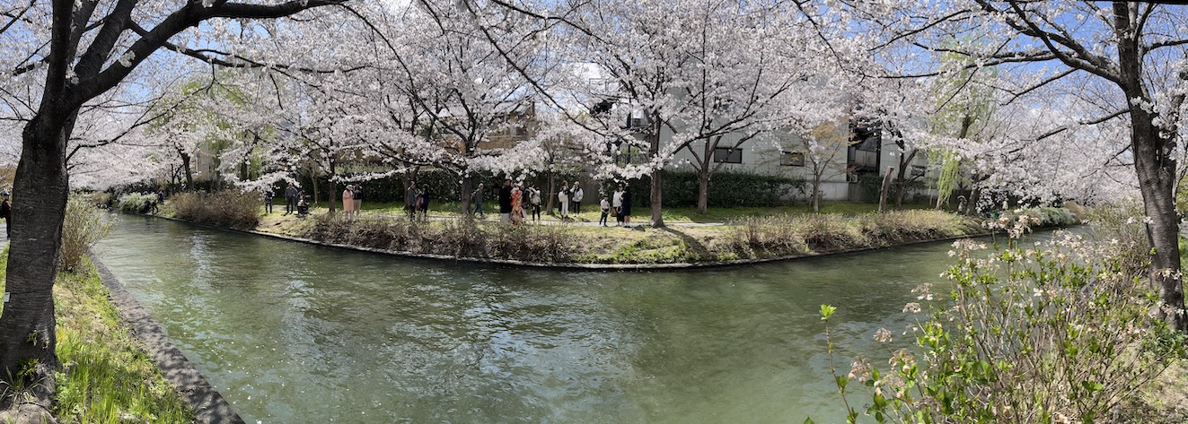 Cherry blossoms