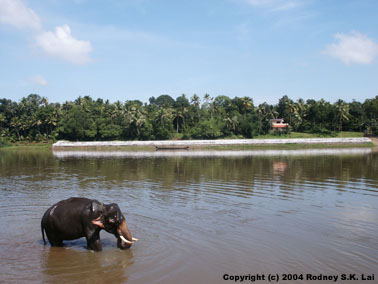 Temple elephant washing in Pampa river